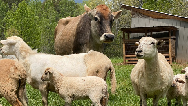 FARM CITY DAY IS SATURDAY IN JACKSON PARK