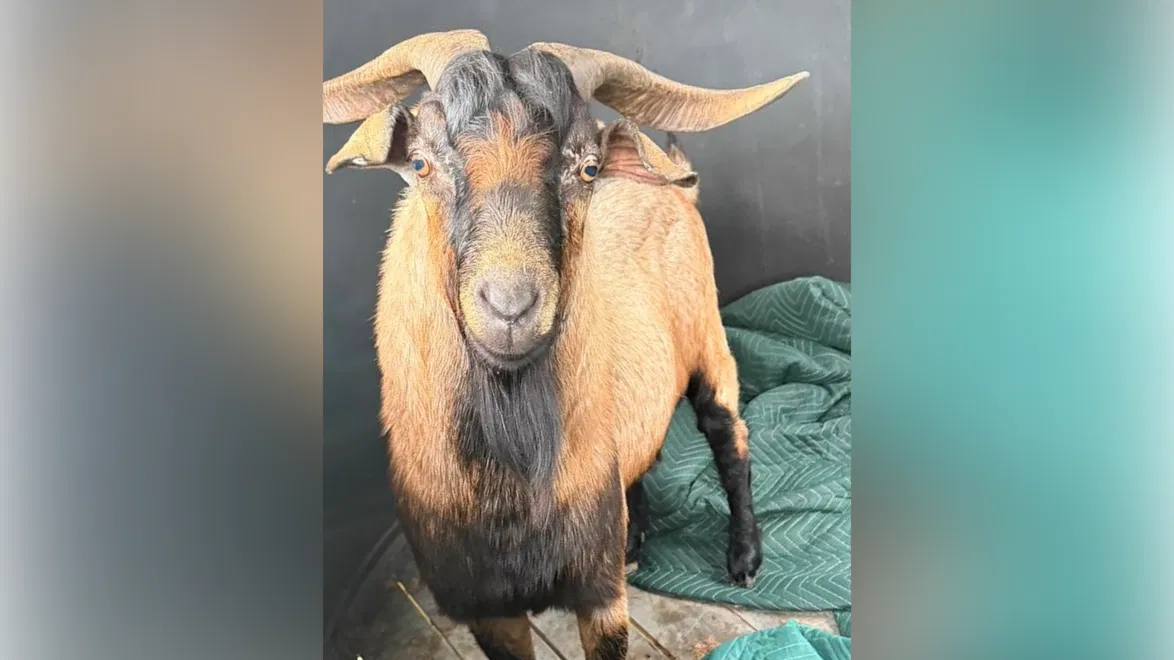 SOMEONE GOT YOUR GOAT ?
